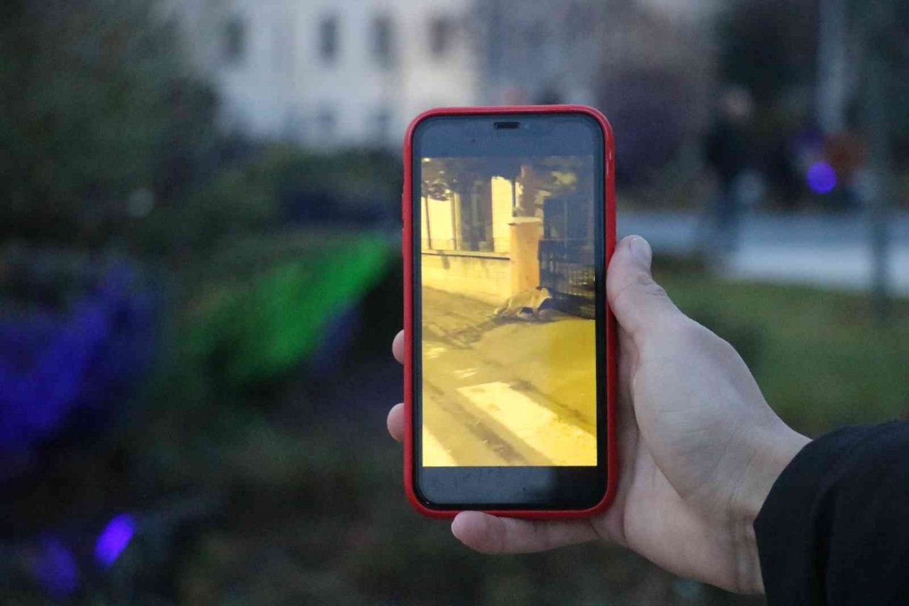 Şehirlere dadanan tilkiler kedilere rakip oldu