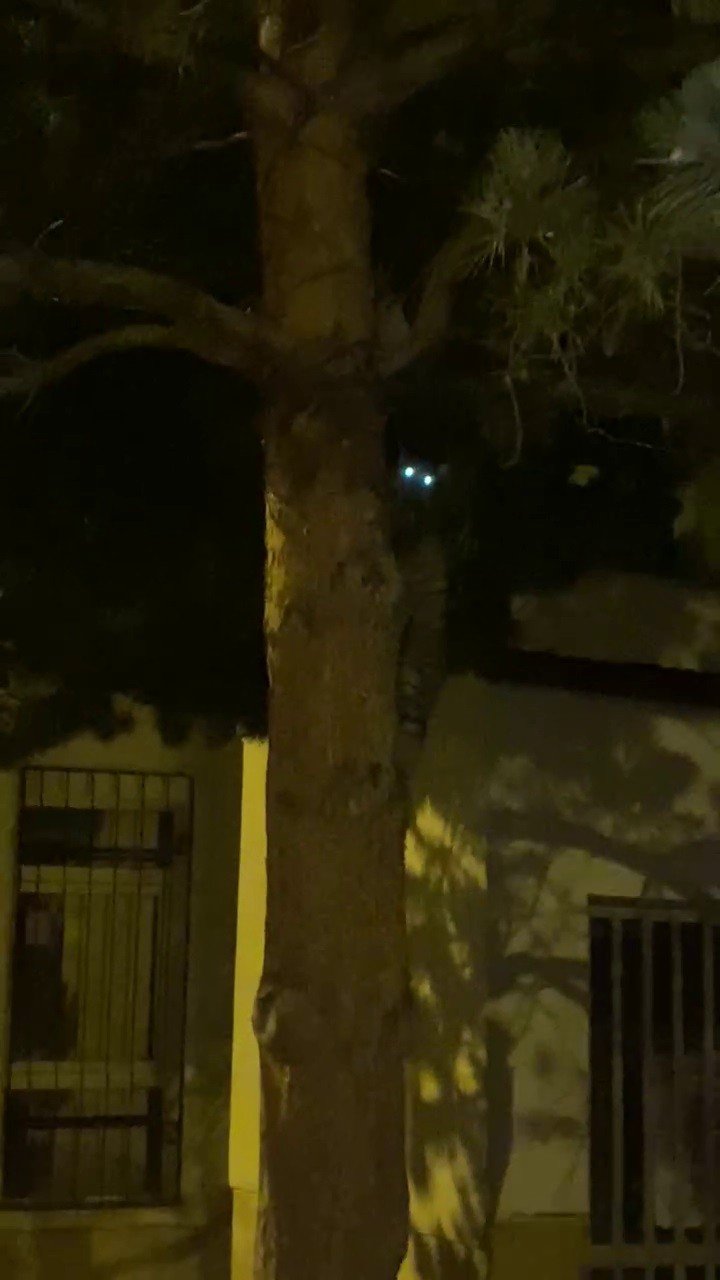 Şehirlere dadanan tilkiler kedilere rakip oldu