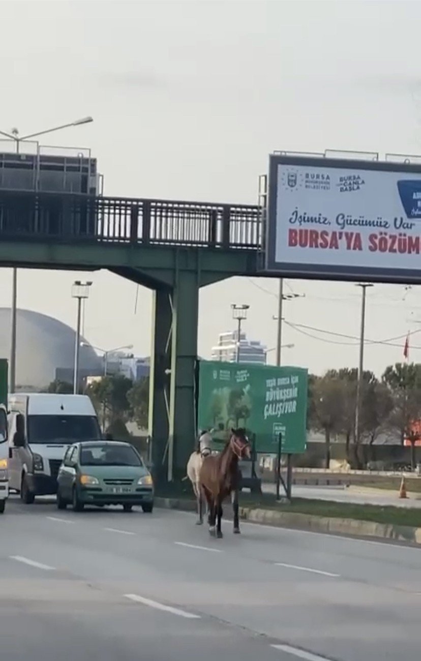 Başıboş atlar yollarda cirit atıyor