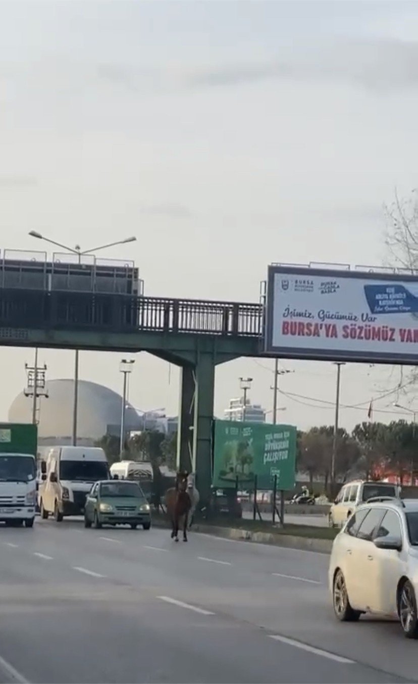 Başıboş atlar yollarda cirit atıyor