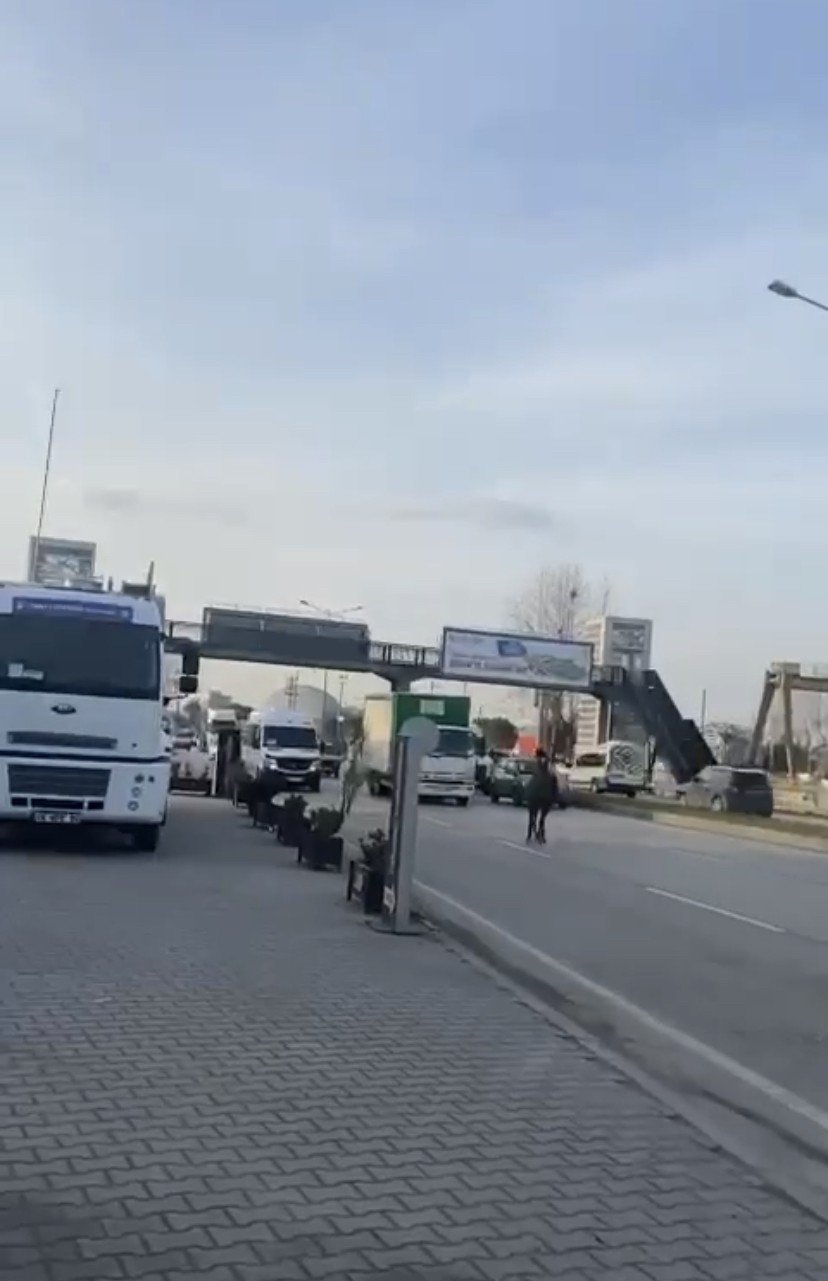 Başıboş atlar yollarda cirit atıyor