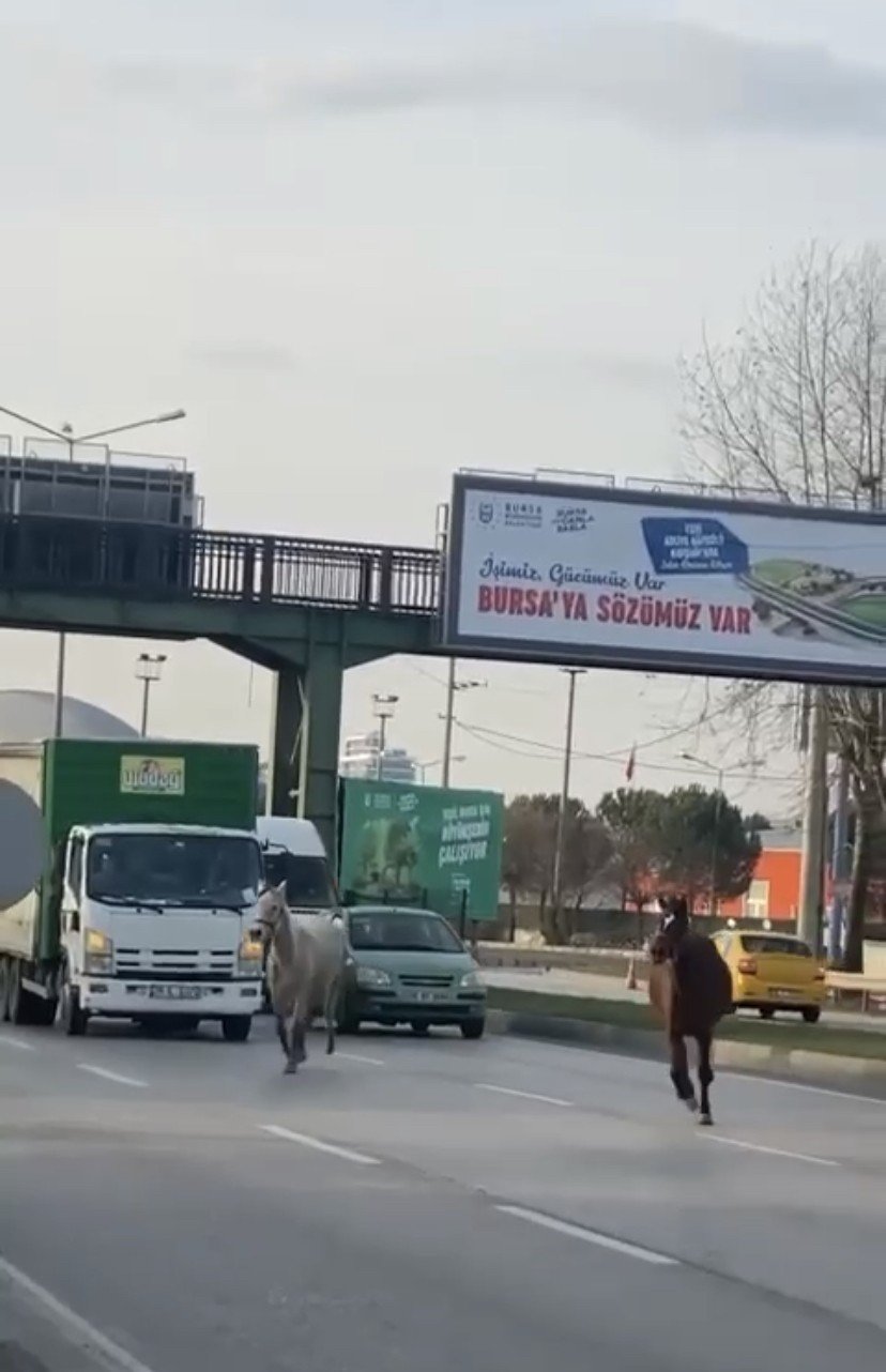 Başıboş atlar yollarda cirit atıyor