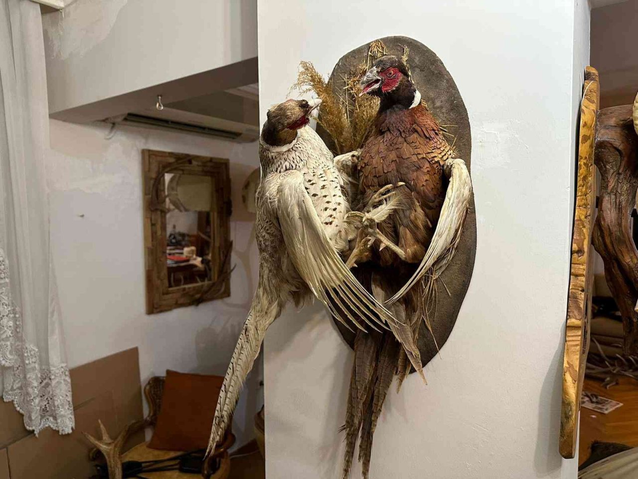 Kadıköy’de yabani hayvan boynuzu operasyonu