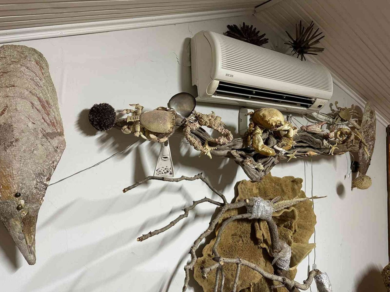 Kadıköy’de yabani hayvan boynuzu operasyonu