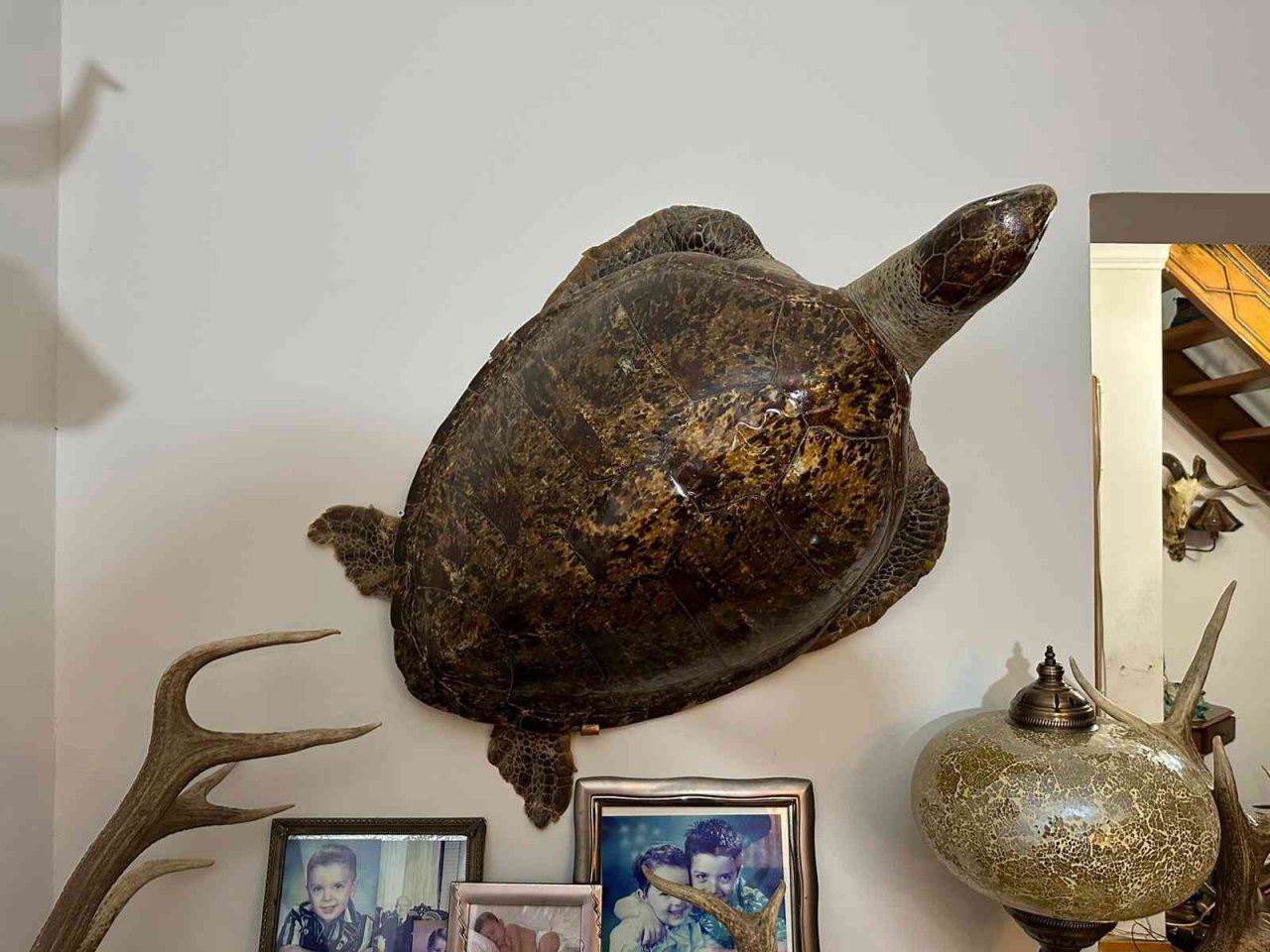 Kadıköy’de yabani hayvan boynuzu operasyonu