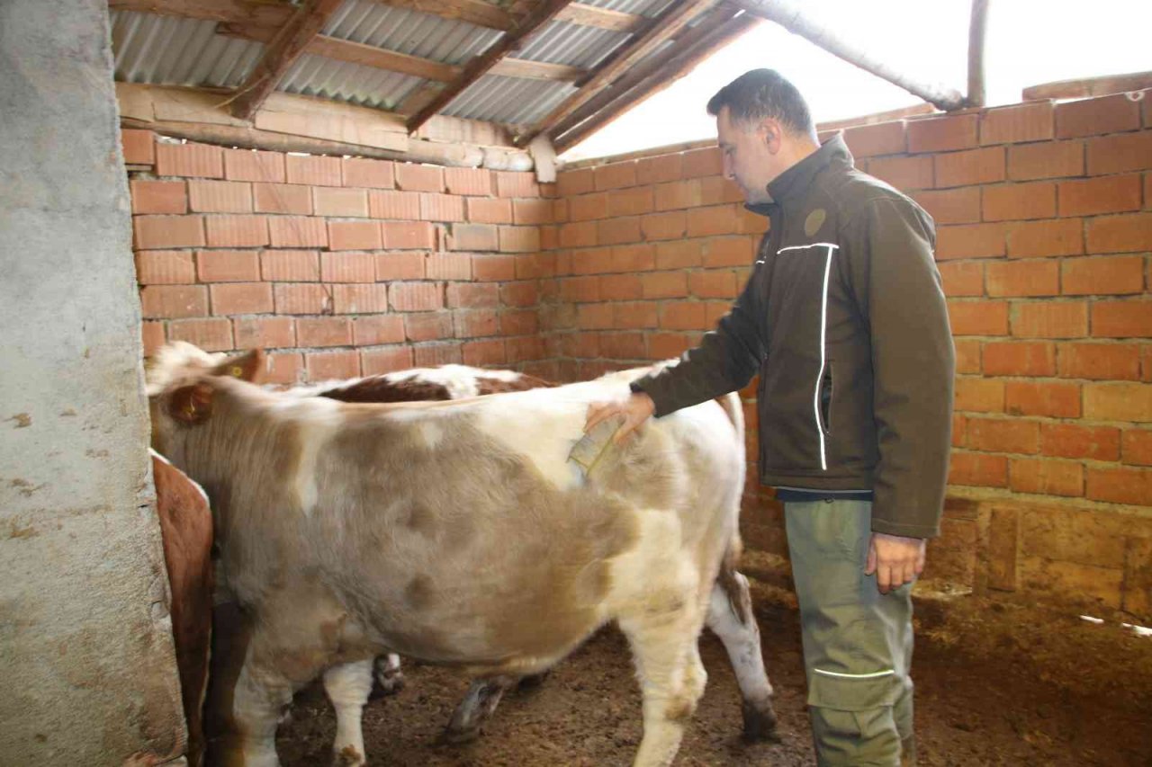 Bankacılığı bıraktı, devlet desteğiyle köyüne yerleşip hayvancılığa başladı