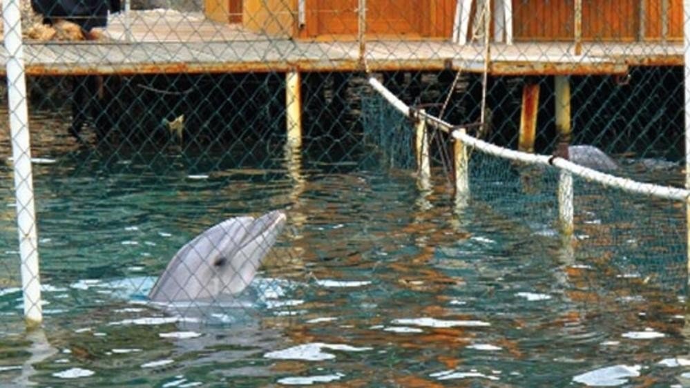 Marmaris’teki yunus parkında bir yunus daha hayatını kaybetti