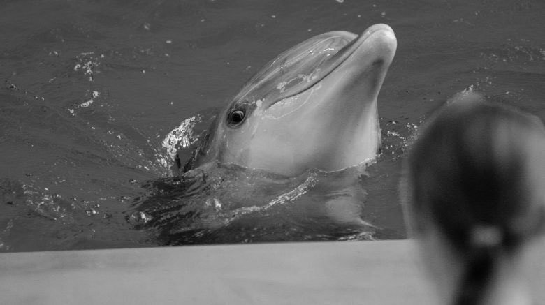 Marmaris’teki yunus parkında bir yunus daha hayatını kaybetti