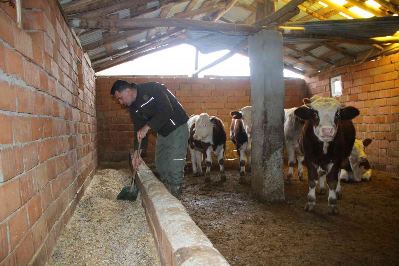 Bankacılığı bıraktı, devlet desteğiyle köyüne yerleşip hayvancılığa başladı