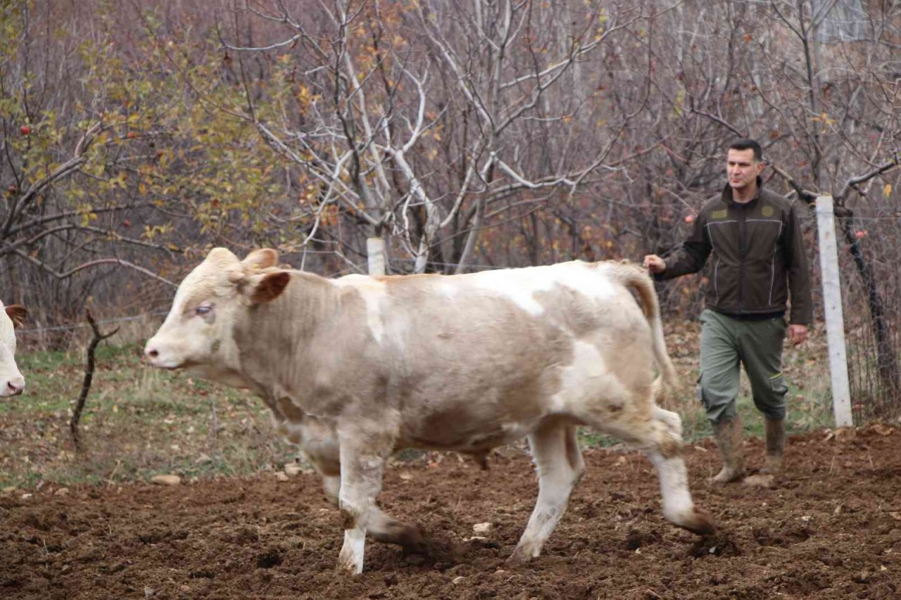 Bankacılığı bıraktı, devlet desteğiyle köyüne yerleşip hayvancılığa başladı