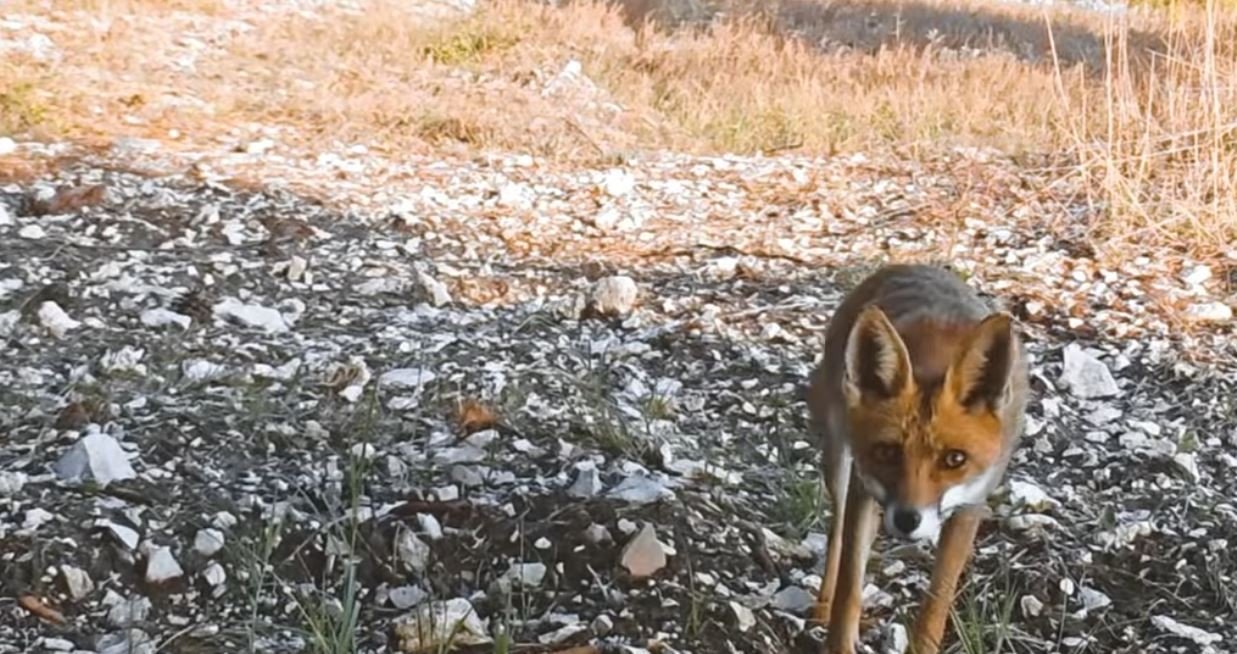 Kurnaz tilki ormandaki tüm fotokapanları tespit etti