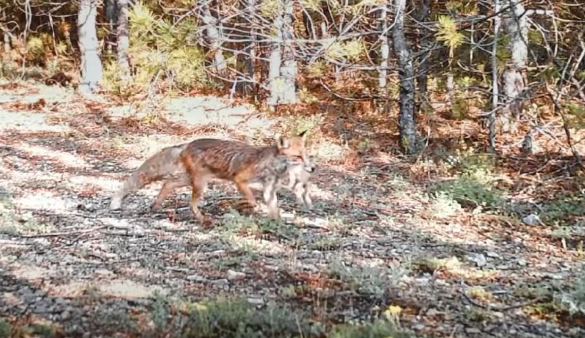 Kurnaz tilki ormandaki tüm fotokapanları tespit etti
