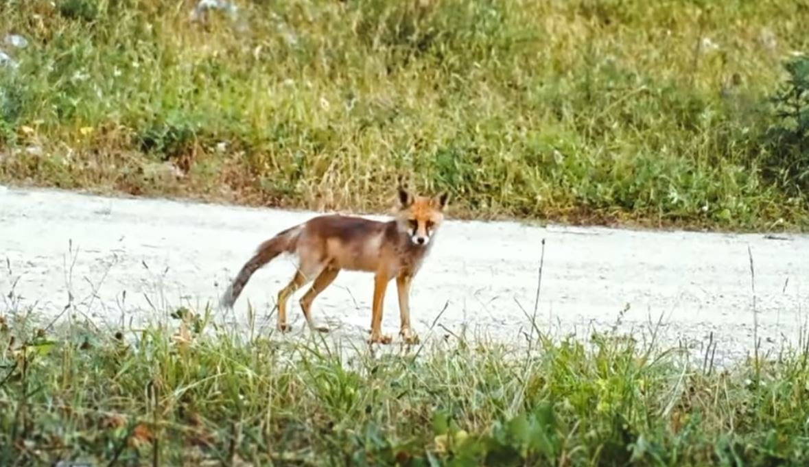 Kurnaz tilki ormandaki tüm fotokapanları tespit etti