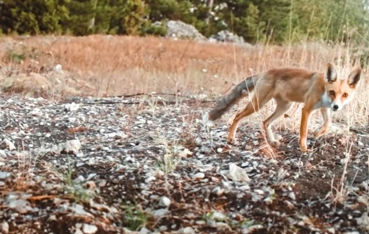 Kurnaz tilki ormandaki tüm fotokapanları tespit etti