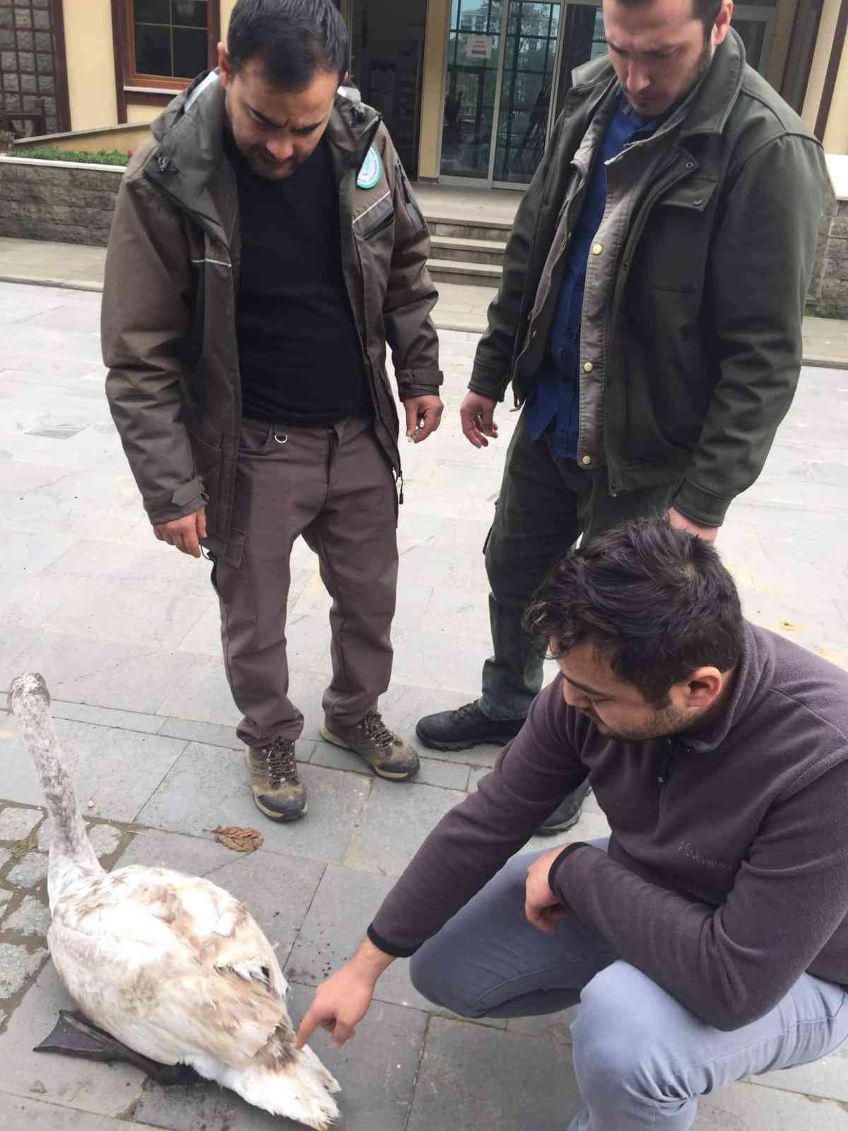 Yaralı halde bulunan kuğu Doğa Koruma ve Milli Parklar İl Müdürlüğü’ne teslim edildi