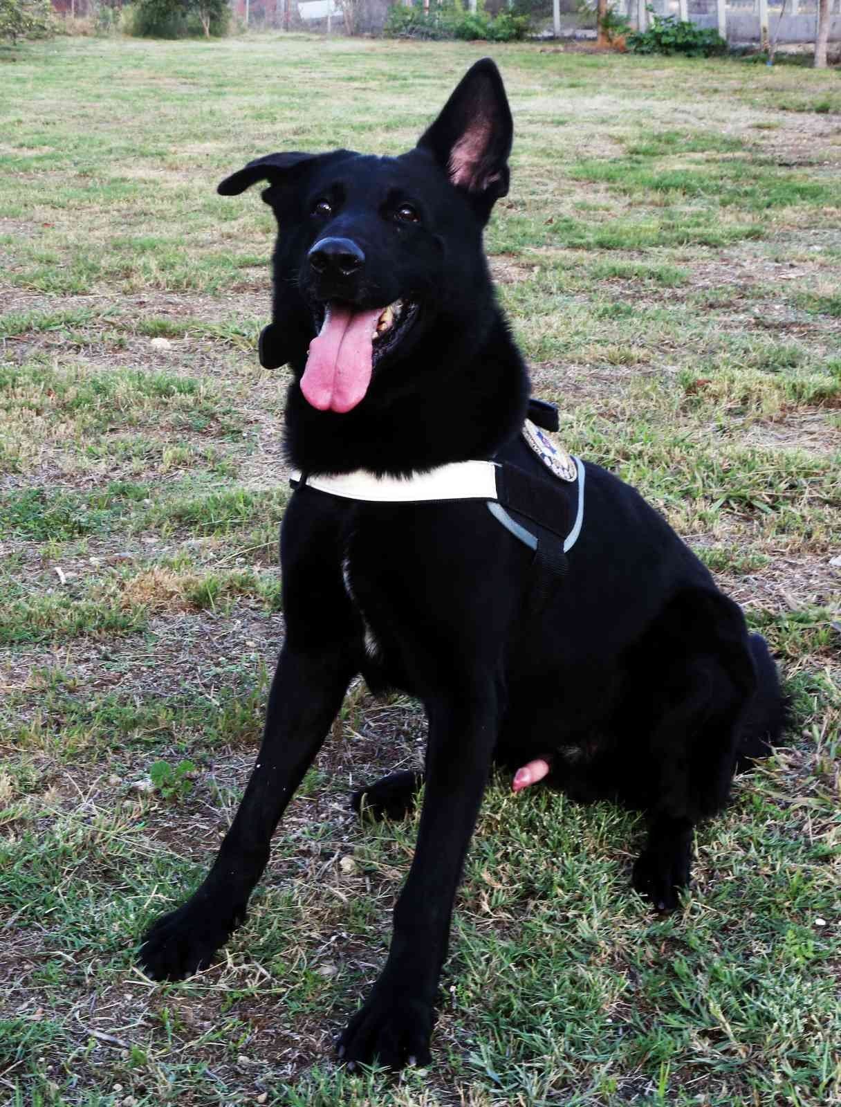 Ağırlığının 6 katı uyuşturucu buldu