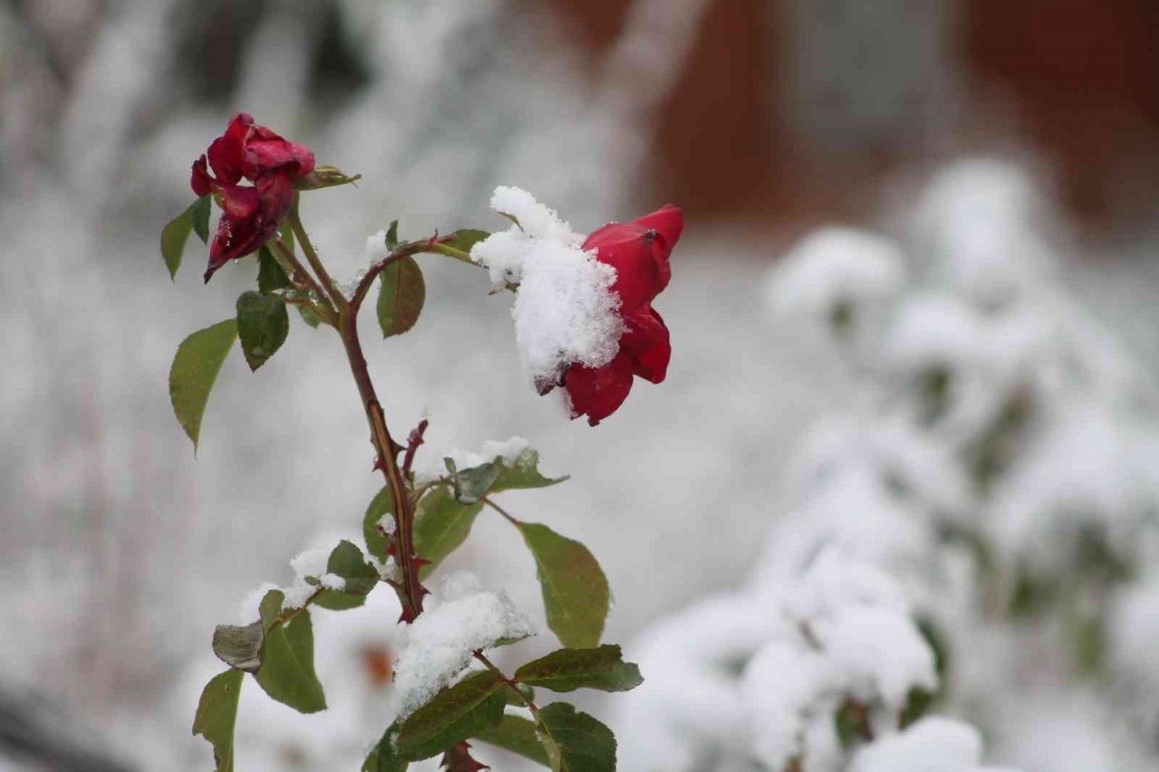 Bayburt merkeze mevsimin ilk karı yağdı