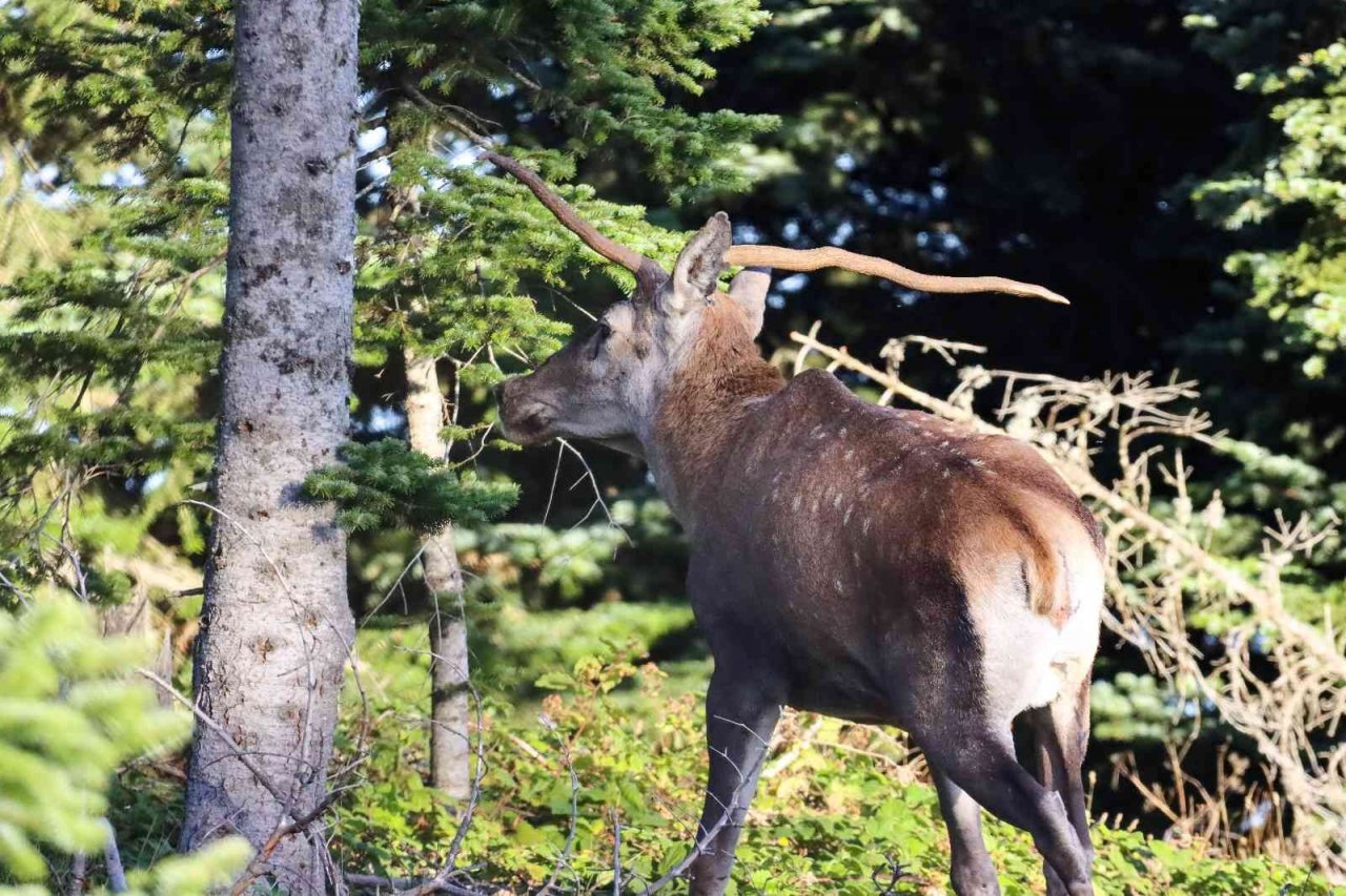 Türkiye’nin en şansız geyiği görüntülendi, şanssızlığının altında yatan sebep ise bir hayli ilginç