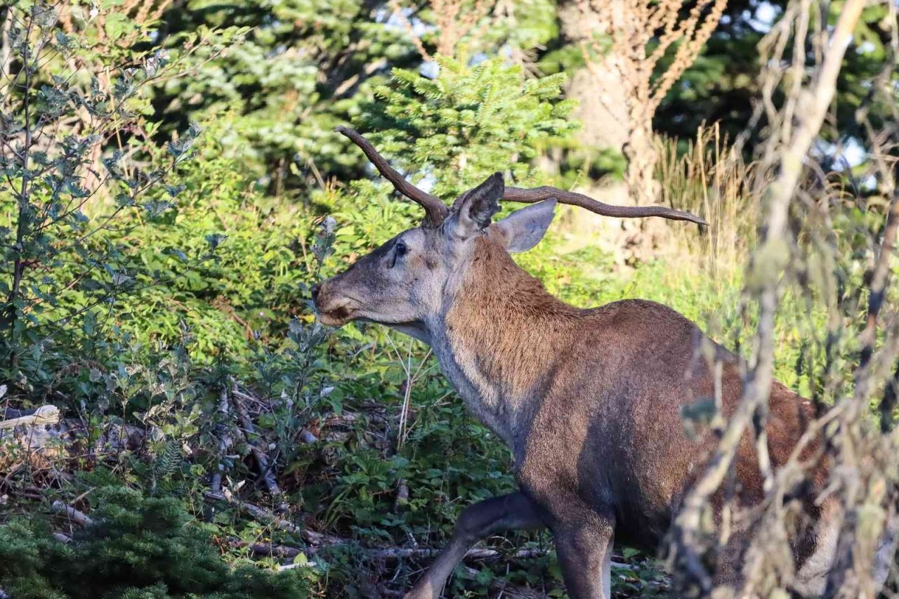 Türkiye’nin en şansız geyiği görüntülendi, şanssızlığının altında yatan sebep ise bir hayli ilginç