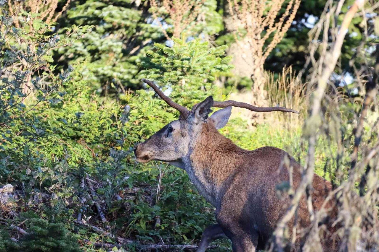 Türkiye’nin en şansız geyiği görüntülendi, şanssızlığının altında yatan sebep ise bir hayli ilginç