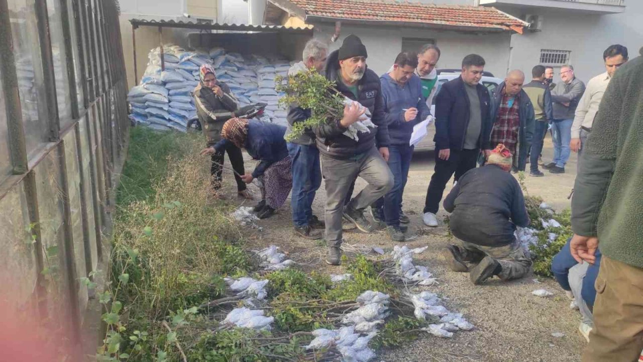 Gökçeada’da 6 bin 410 aşılı fidan toprakla buluşturulmak üzere üreticilere dağıtıldı