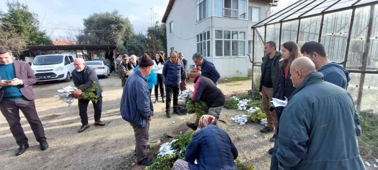 Gökçeada’da 6 bin 410 aşılı fidan toprakla buluşturulmak üzere üreticilere dağıtıldı