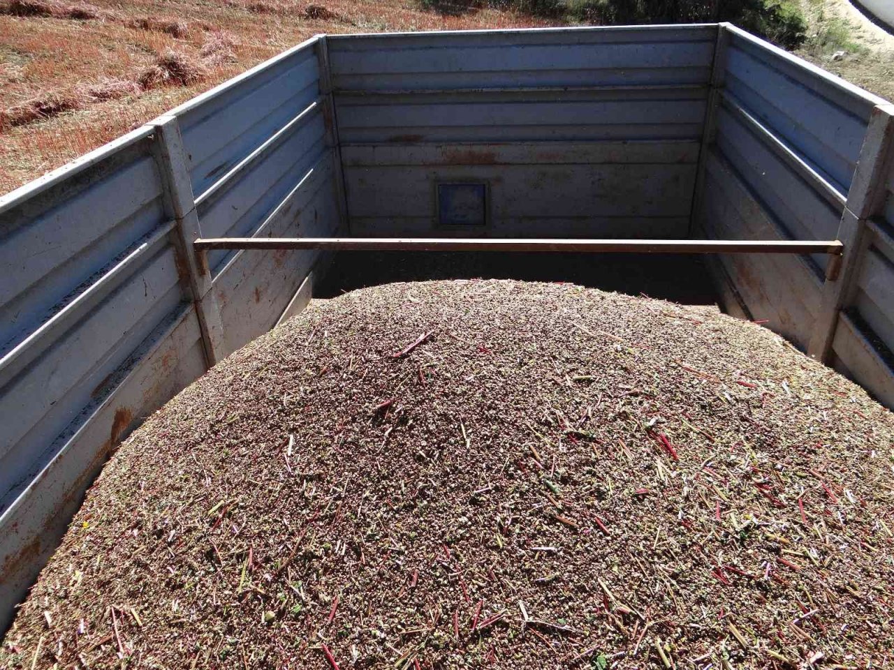 Bu buğday çölyak hastaları için çok önemli