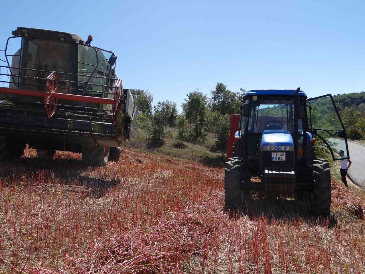Bu buğday çölyak hastaları için çok önemli