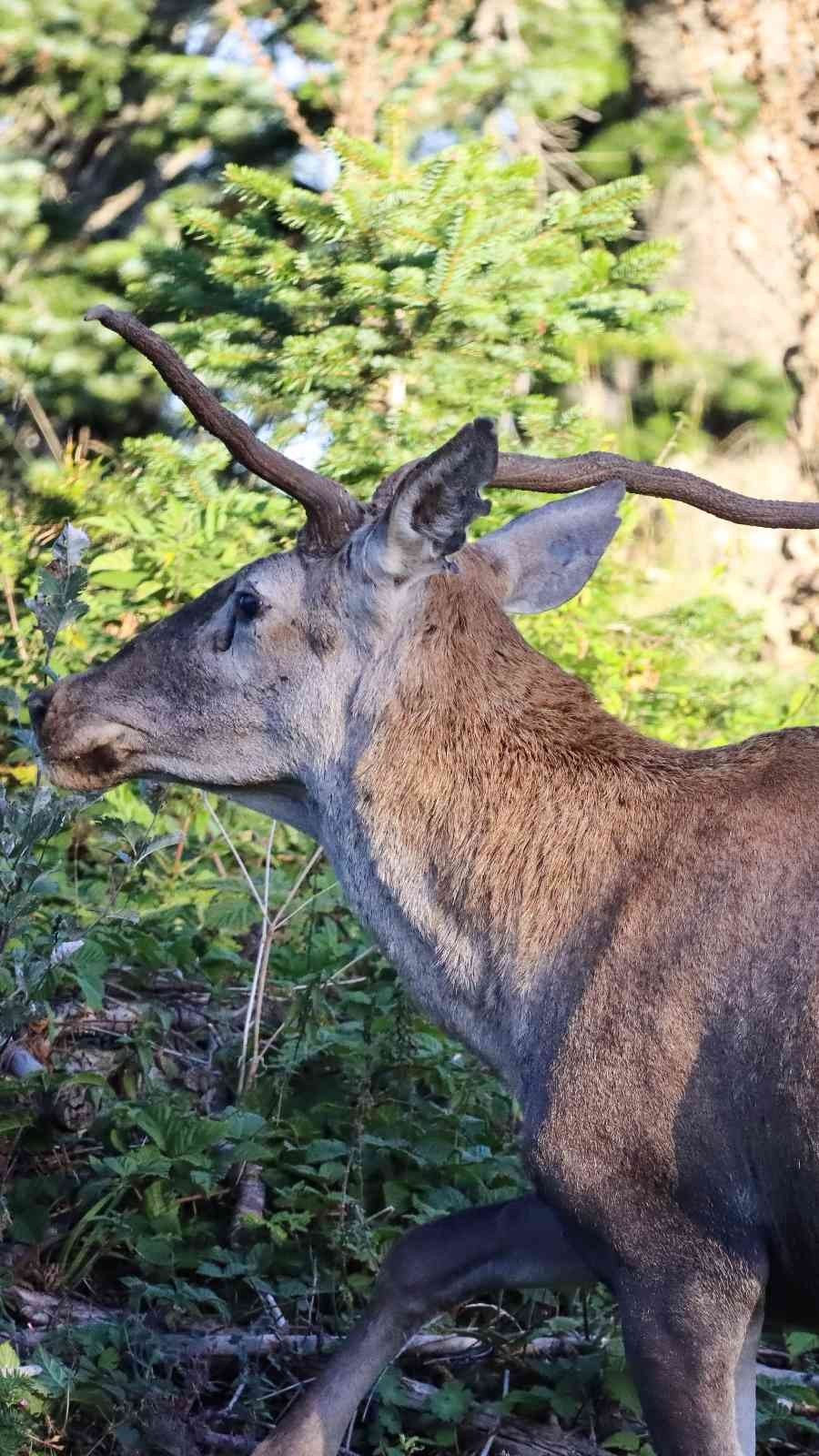 Türkiye’nin en şansız geyiği görüntülendi, şanssızlığının altında yatan sebep ise bir hayli ilginç