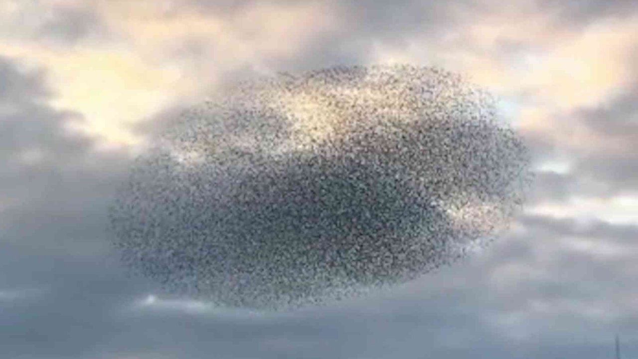 Sığırcık kuşlarının dansı