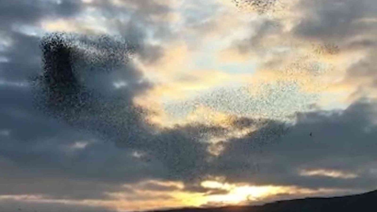 Sığırcık kuşlarının dansı