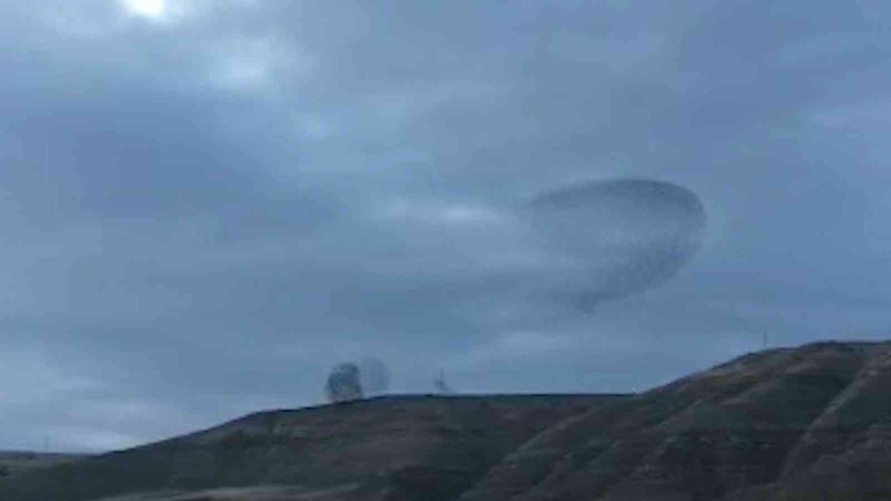 Sığırcık kuşlarının dansı