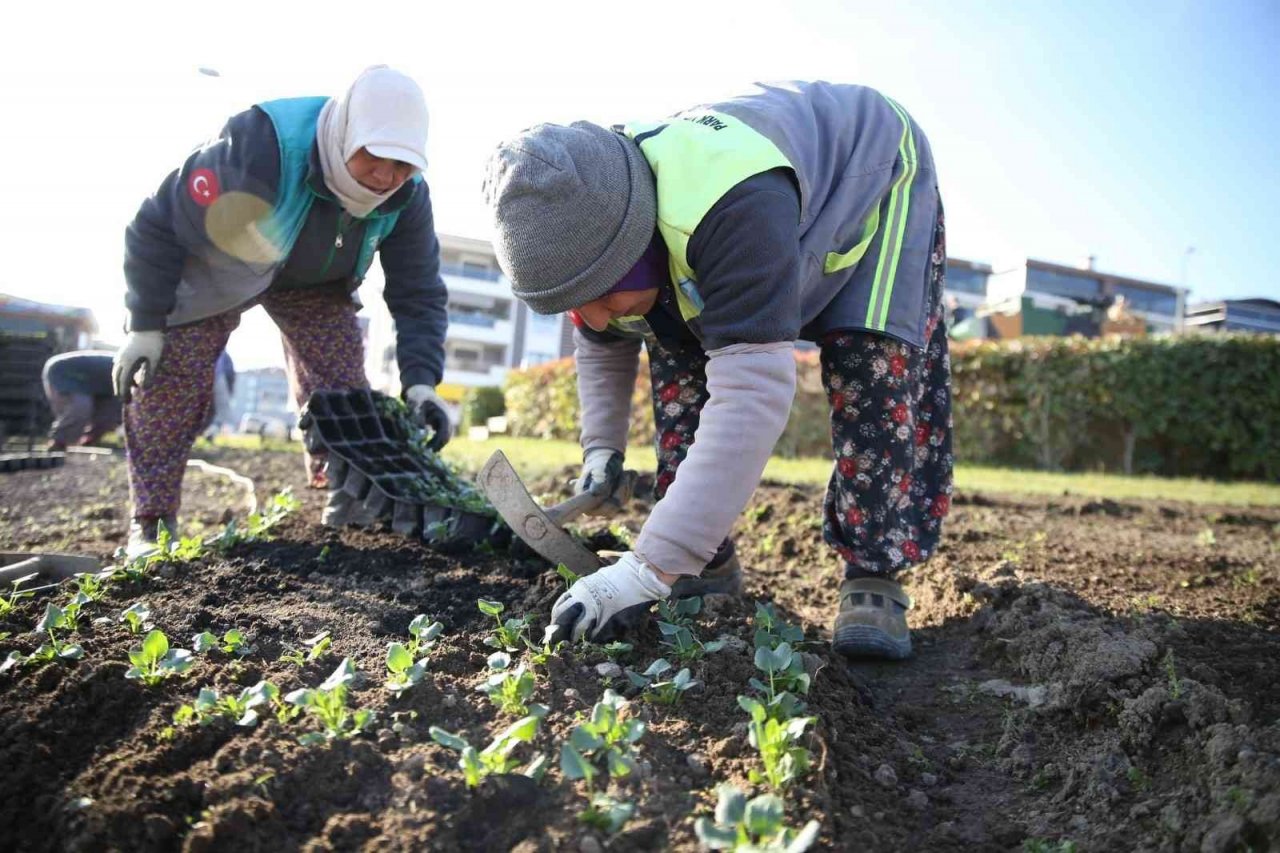 Merkezefendi mevsimlik çiçek dikimiyle renkleniyor