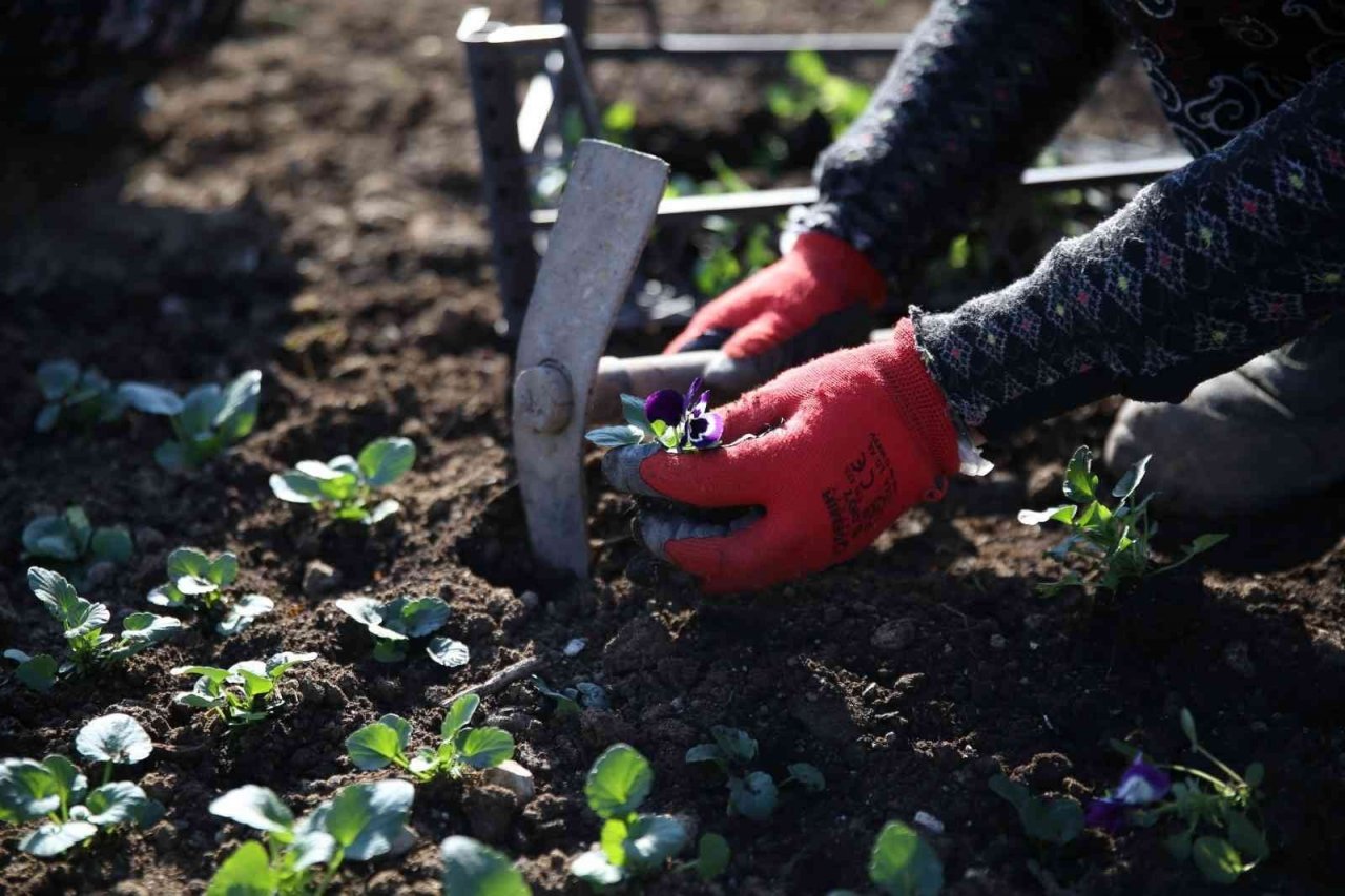 Merkezefendi mevsimlik çiçek dikimiyle renkleniyor