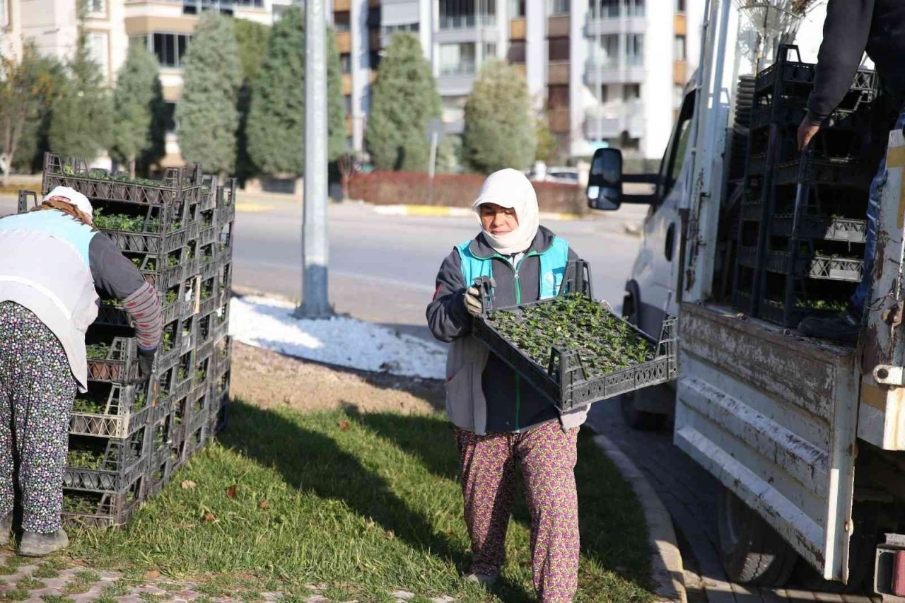 Merkezefendi mevsimlik çiçek dikimiyle renkleniyor