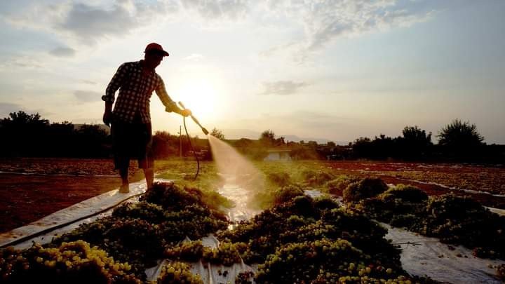 Onlar için üzüm sadece üzüm değil