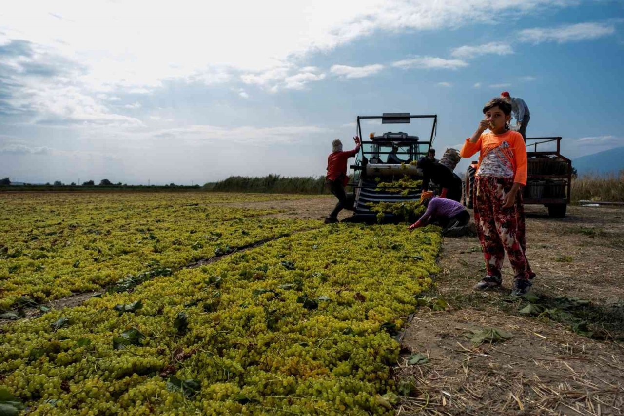 Onlar için üzüm sadece üzüm değil