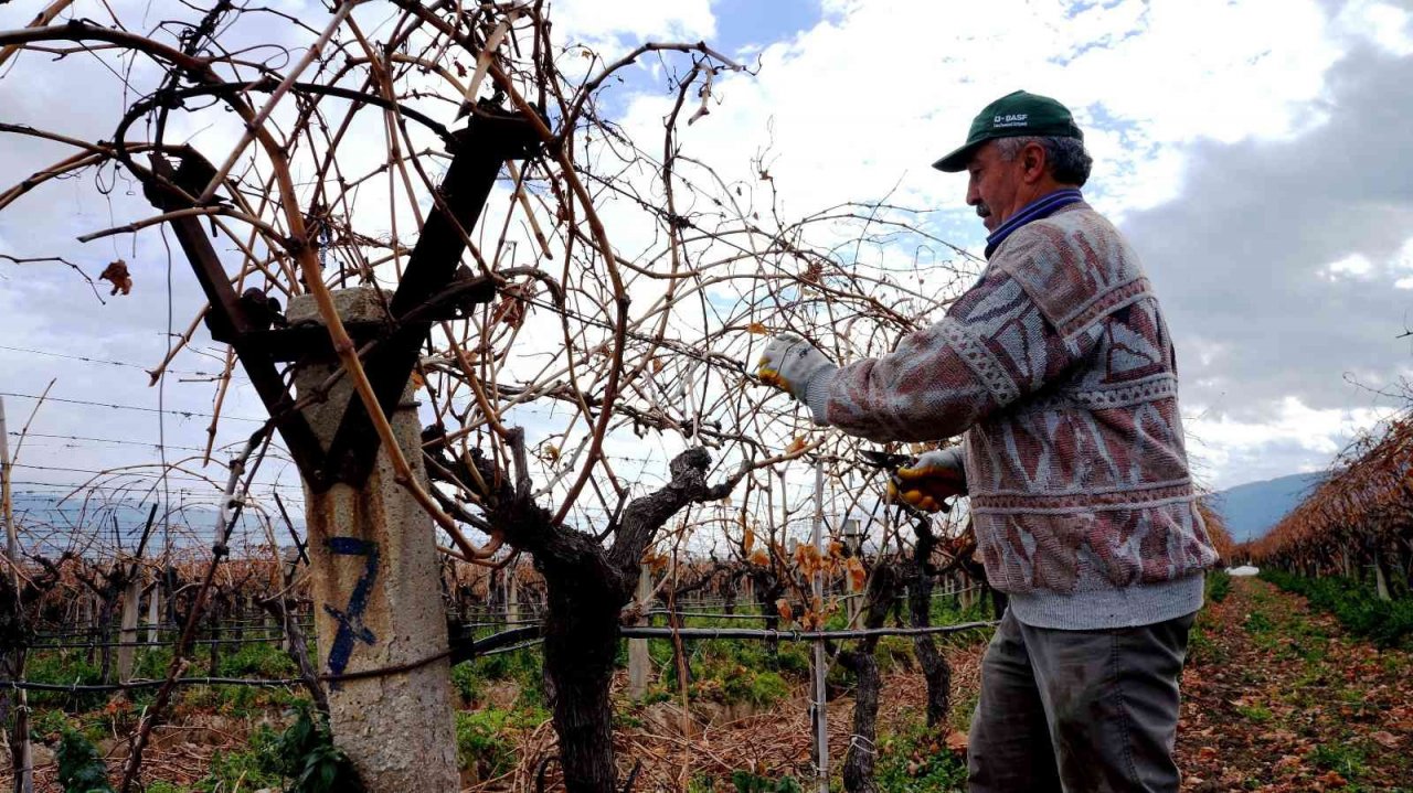 Onlar için üzüm sadece üzüm değil