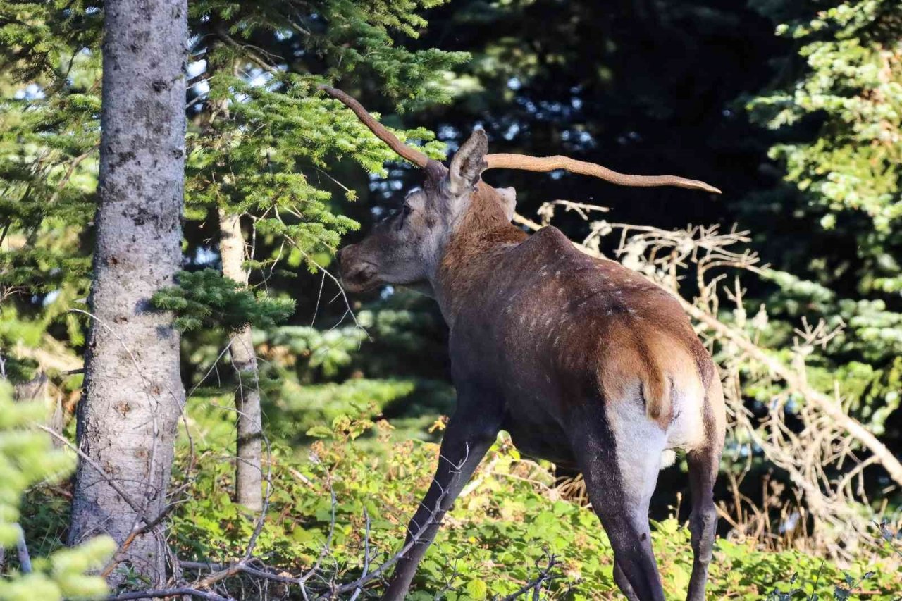 Türkiye’nin en şansız geyiği görüntülendi, şanssızlığının altında yatan sebep ise bir hayli ilginç