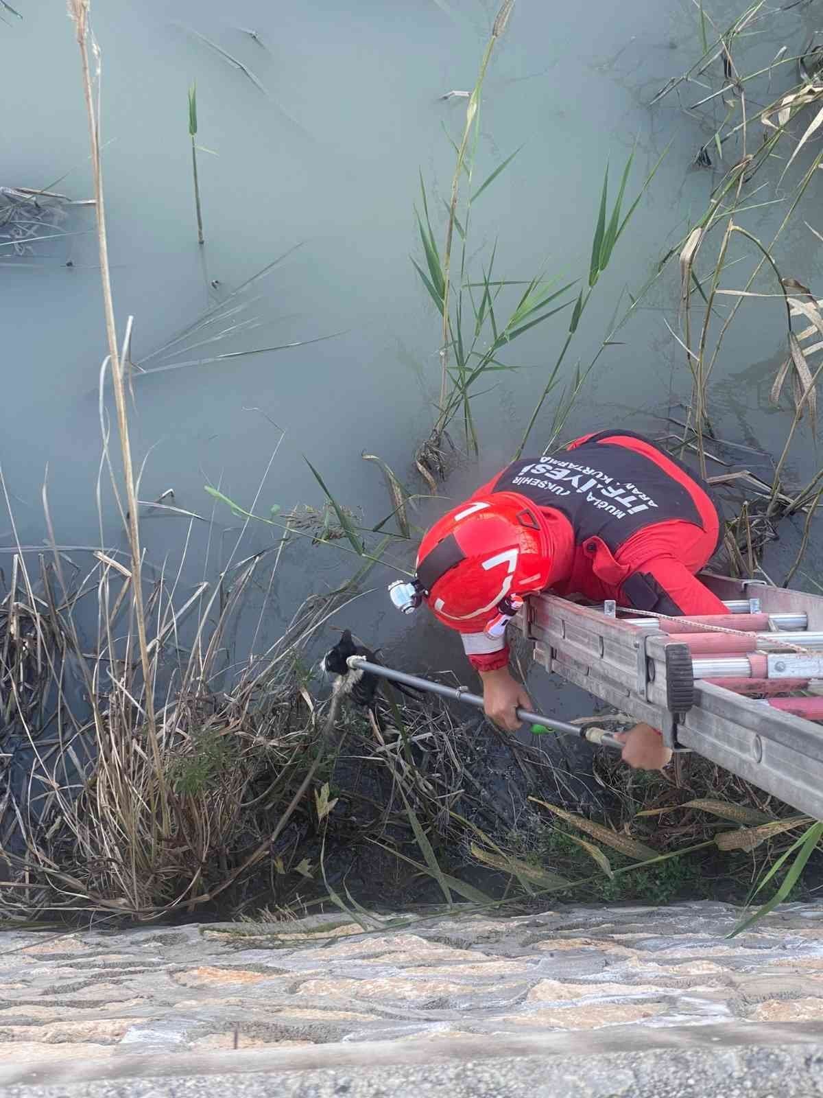 Seydikemer’de Çaya düşen kediyi İtfaiye kurtardı