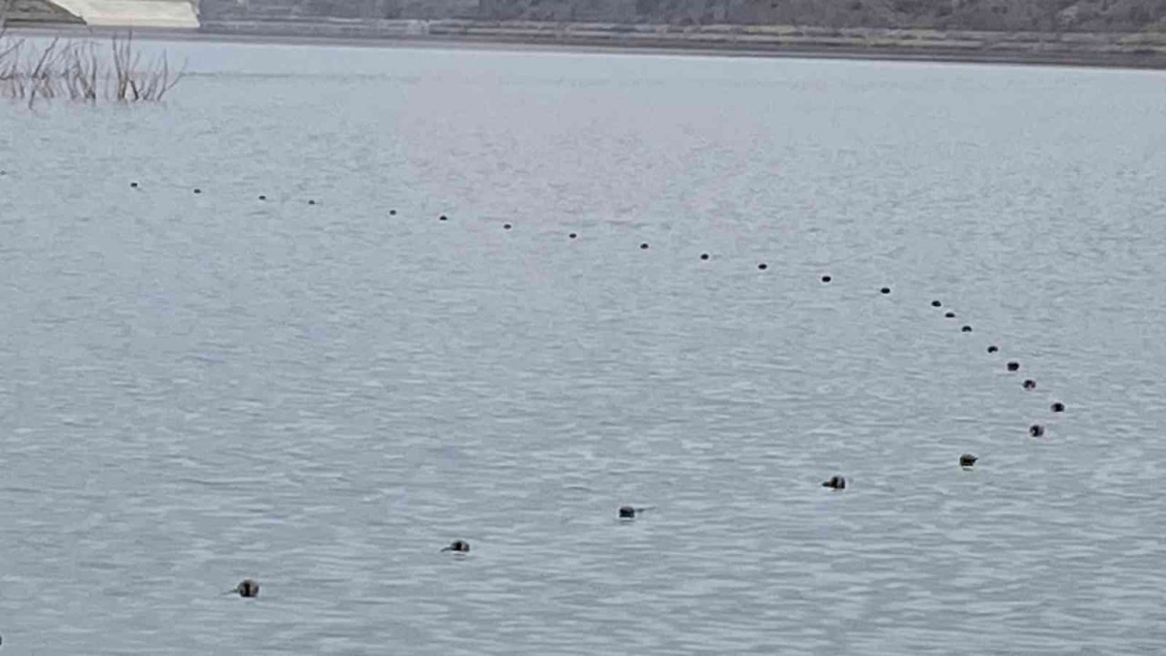 Sulama barajında bin metrelik misina ağı ele geçirildi: Ağa takılan balıklar suya bırakıldı