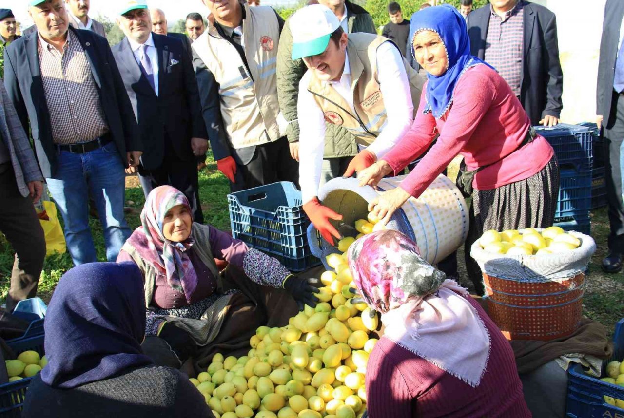 Limonun başkentinde ’yoğun hasat’ dönemi: Vali makası eline aldı, kestiği limonları küfeyle taşıdı