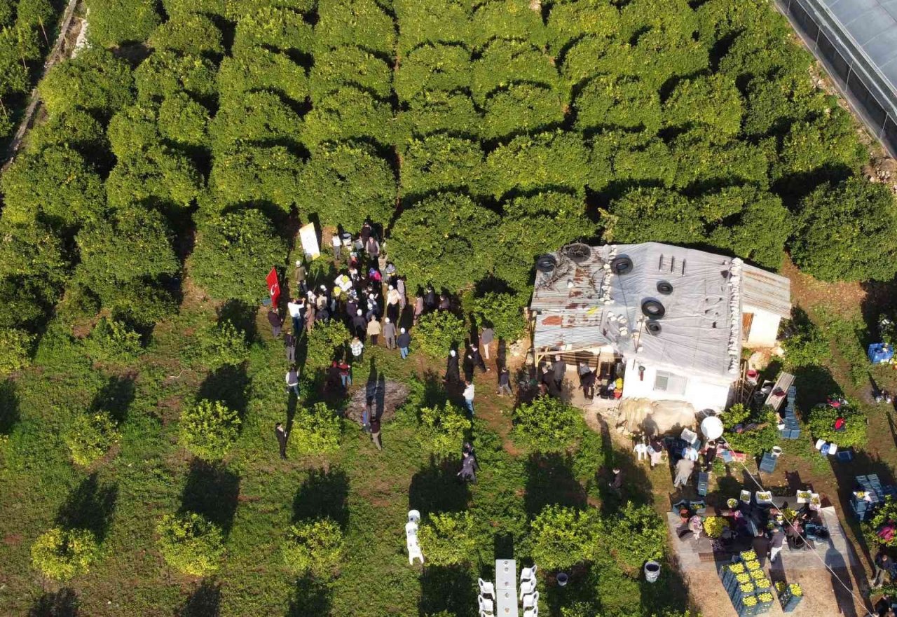 Limonun başkentinde ’yoğun hasat’ dönemi: Vali makası eline aldı, kestiği limonları küfeyle taşıdı