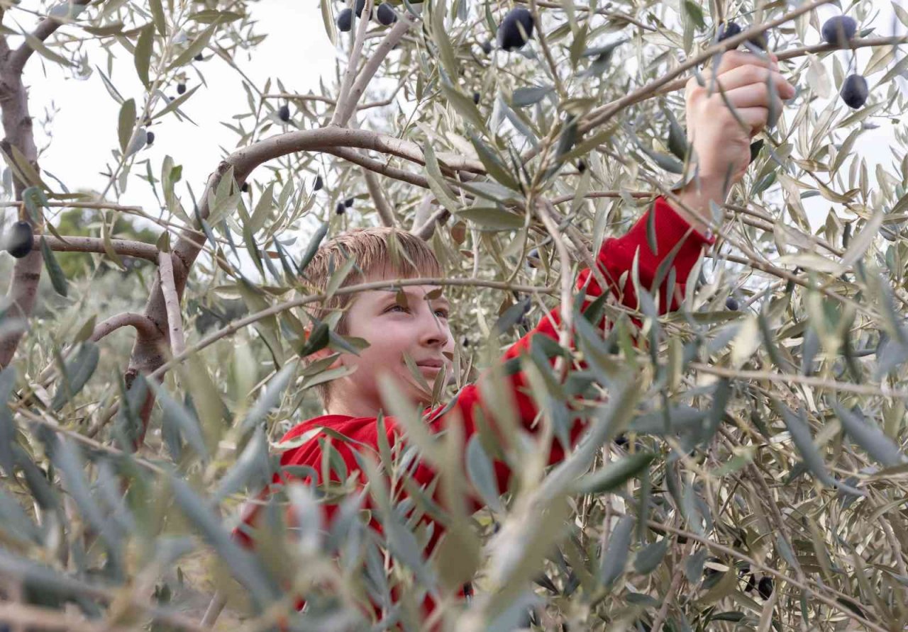 Çocukların zeytin hasadı sevinci