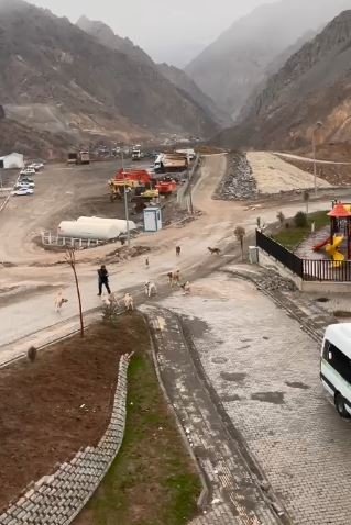 Başıboş köpekler yeni kurulan ilçe merkezinde de tehlike saçıyor