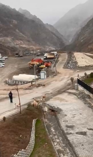 Başıboş köpekler yeni kurulan ilçe merkezinde de tehlike saçıyor