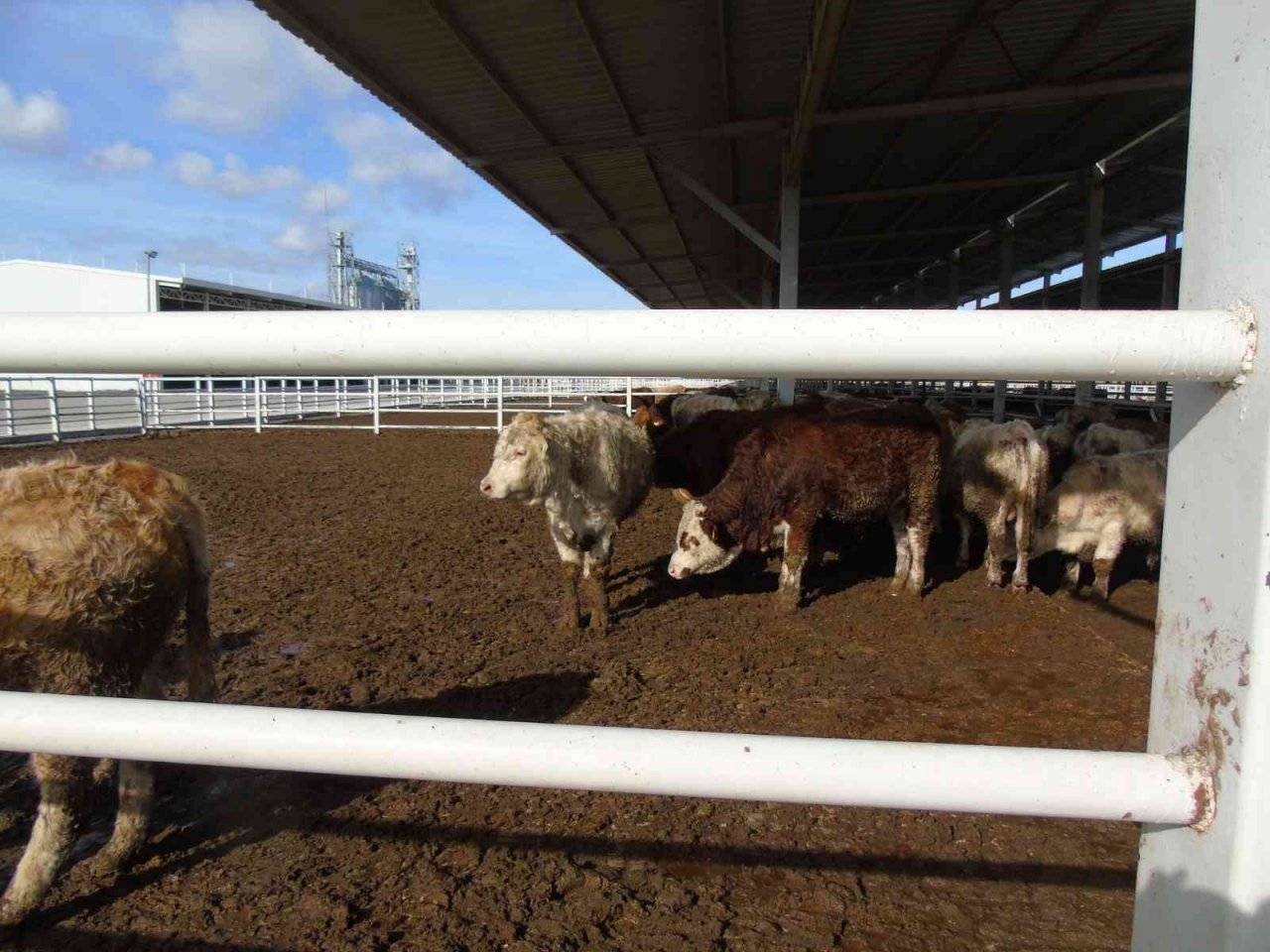 İthal hayvanların karantina ve sonrasındaki takipleri titizlikle yapılıyor
