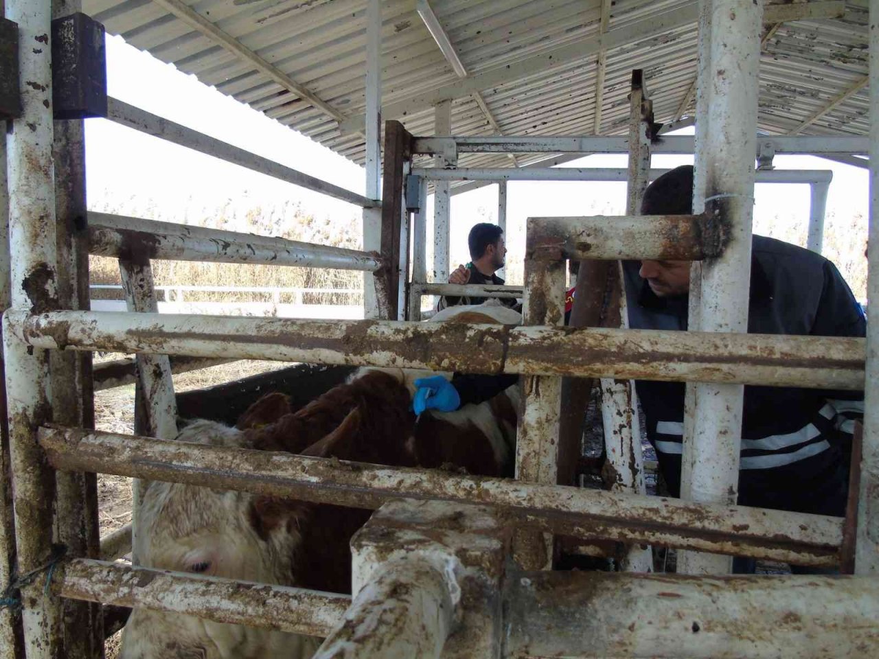 İthal hayvanların karantina ve sonrasındaki takipleri titizlikle yapılıyor