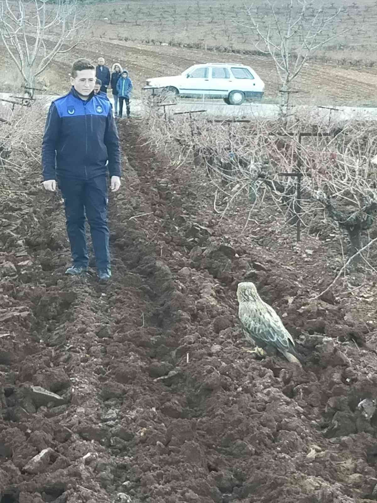 Yaralı kızıl şahin tedavi edildi