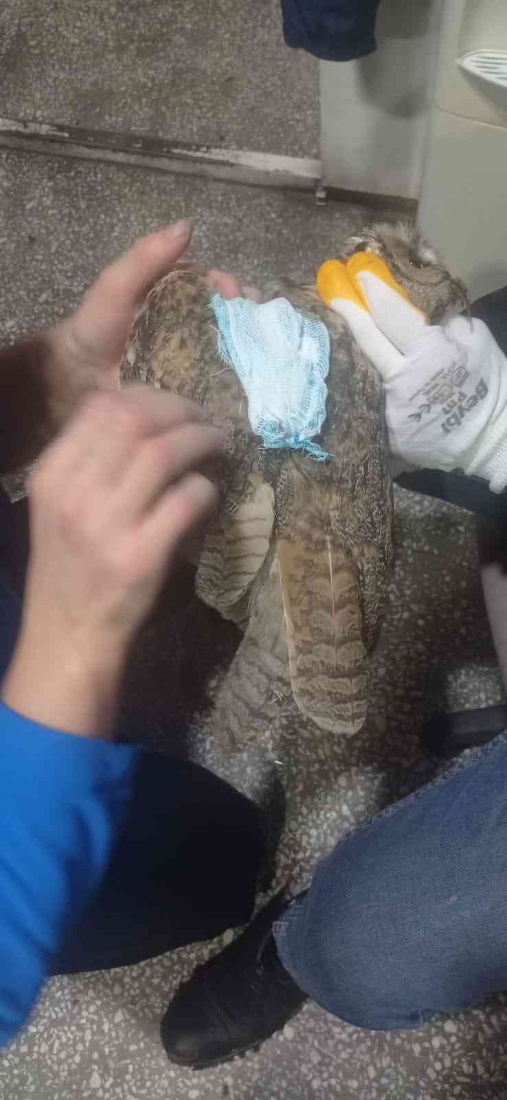 Diyarbakır’da yaralı bulunan ’kulaklı orman baykuşu’ tedavi edildi